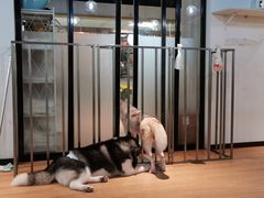 -Husky Go! 哈士奇体验馆·宠物咖啡厅狗咖