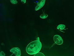 -暹罗海洋世界