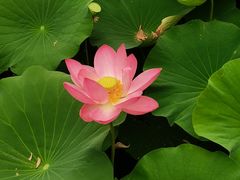 -莲池书院博物馆