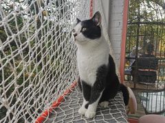 -喵屿·大理花园猫咖