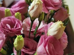 -三圣花乡旅游区