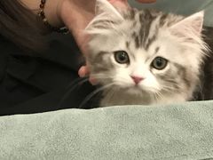 -袖虎·猫馆(体育西路店)