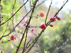 -清境桃源