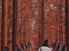 -黄海国家森林公园