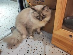 -滚猫咖啡·猫咖·猫友好撸猫(未来城店)