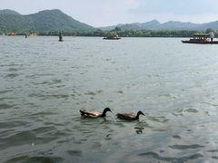 -西湖外事游船(花港观鱼码头)