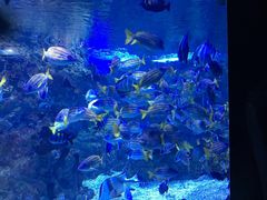 -烟台海昌鲸鲨海洋公园