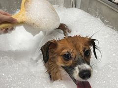 -Oh My Dog宠物沙龙(伊珊娜皮毛护理店)