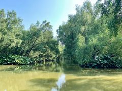 -大湾区中央湿地公园