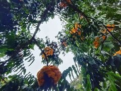 -中国科学院西双版纳热带植物园