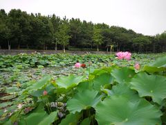 -桐乡植物园