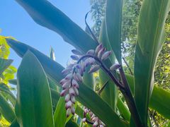 -墨尔本皇家植物园