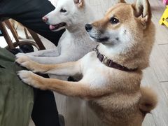 -柴犬高等学院·狗咖·柴犬售卖·宠物训练