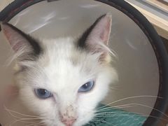 -创凡宠物医院·骨专科  猫科中心(西乡分院)