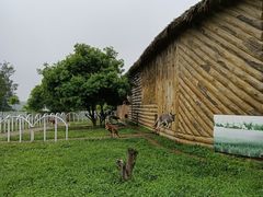 -贵州森林野生动物园