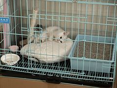 -屋虎猫馆(宝安大仟里店)