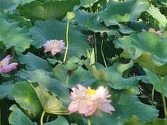 -莫愁湖公园