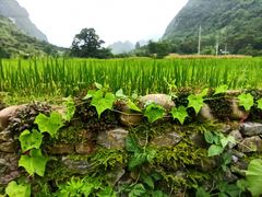 -长寿村