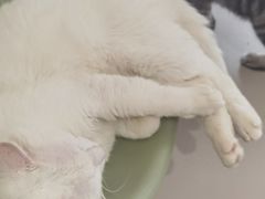 -平行世界·猫咖(首经贸店)