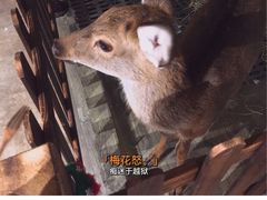 -浣熊柯尔鸭土拨鼠·电玩咖