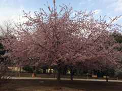 iphone_upload_pic-井之头恩赐公园