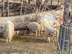 -石家庄市动物园