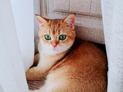 -东方名猫馆·英短金渐层布偶猫舍(环线广场1号楼店)