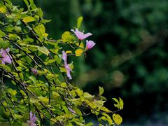 -上海滨江森林公园