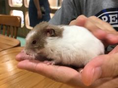 -藦茜花园宠物主题亲子互动体验馆(国顺东路店)