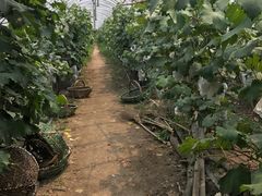 -马陆小张葡萄园农家乐