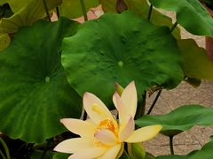 -莲花池公园