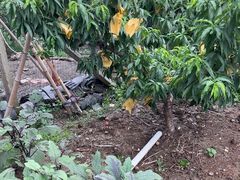 -老袁家蜜桃农场·阳山水蜜桃