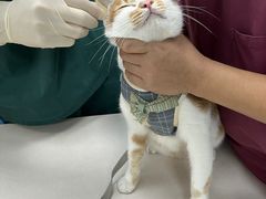 -宠颐生猫科·内科皮肤科(西平世纪城店)