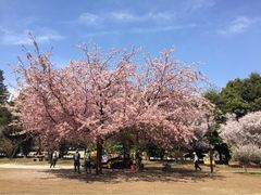 井の頭恩賜公園-井之头恩赐公园
