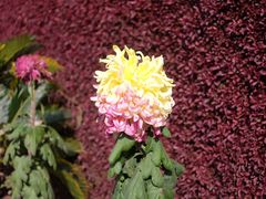 -上海大学（宝山校区）-图书馆