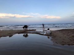 -日照海滨国家森林公园