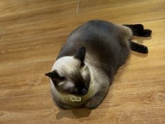 -有猫主题·治愈系猫咖(曾厝垵店)