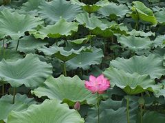 -石家庄市植物园