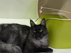 -青奢宠物·青奢猫舍