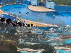 -香港海洋公园
