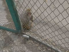 -新疆天山野生动物园