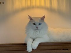 -Catmate·猫肥家润(金润铂宫店)