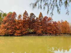 -上海海湾国家森林公园