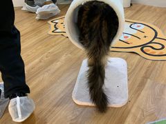 -COLOR PETS 撸猫馆·购猫·猫咖(长风大悦城店)
