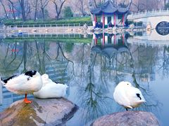 -莲湖公园