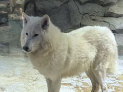 -海合安成都极地海洋公园
