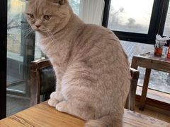 -猫小院猫主题餐厅(南锣旗舰店)