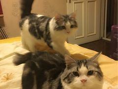 -纳吉亚猫专科动物医院博雅分院