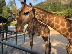 -泉州海丝野生动物世界