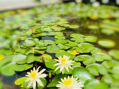 -陈家山荷花公园